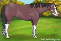 Horse Color:Bay Splash 