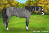 Horse Color:Blue Roan Sabino Splash  and Grullo Roan Sabino Splash 