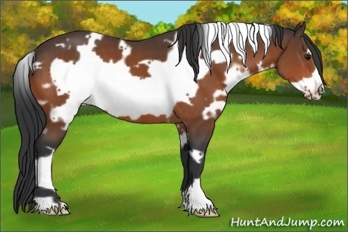 Horse Color:White Spotted Bay Frame