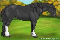 Horse Color:Black Appaloosa