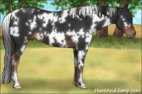 Horse Color:White Spotted Liver Chestnut