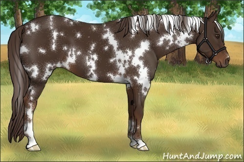 Horse Color:White Spotted Liver Chestnut