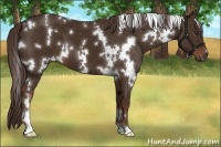 Horse Color:White Spotted Liver Chestnut 