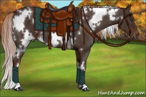 Horse Color:White Spotted Liver Chestnut 