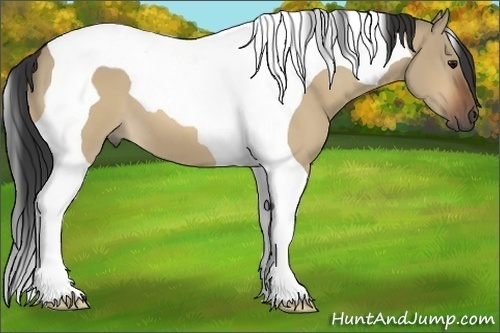 Horse Color:Bay Dun Tobiano 