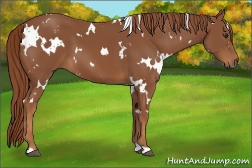 Horse Color:White Spotted Chestnut