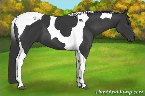 Horse Color:Black Tobiano 