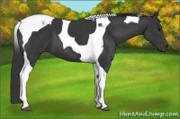 Horse Color:Black Tobiano 