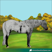 Horse Color:ERROR: UNKNOWN ANOMALY