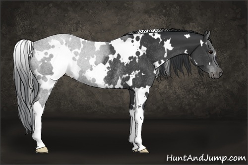 Horse Color:White Spotted Black Rabicano 