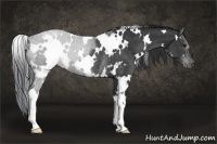 Horse Color:White Spotted Black Rabicano 