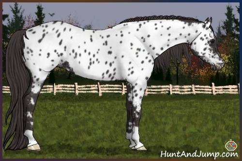 Horse Color:Smoky Black Near Leopard