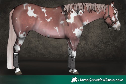 Horse Color:Gray White Spotted Silver Brown Dun Splash 
