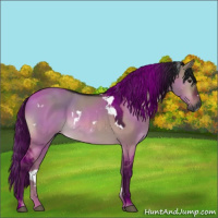 Horse Color:Gray White Spotted Bay Dun