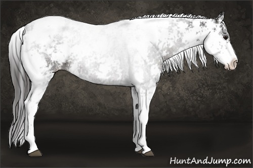 Horse Color:Smoky Black Sabino