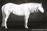 Horse Color:Smoky Black Sabino 