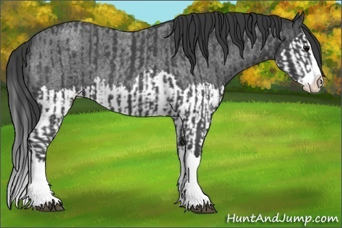 Horse Color:Blue Roan Sabino Splash and Blue Roan Sabino Splash