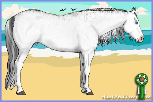 Horse Color:White Spotted Black Splash  and White Spotted Black Splash 