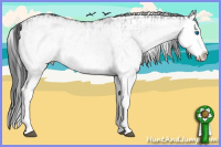 Horse Color:White Spotted Black Splash  and White Spotted Black Splash 