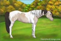 Horse Color:Classic Champagne Ice Tobiano