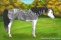 Horse Color:Black Ice Sabino Splash 
