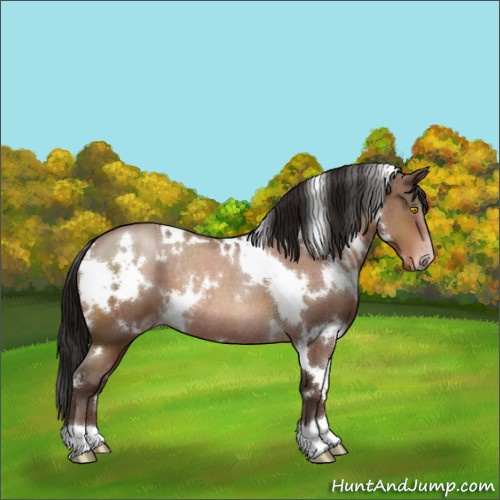 Horse Color:Gray White Spotted Sable Champagne Rabicano