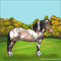 Horse Color:Gray White Spotted Sable Champagne Rabicano 