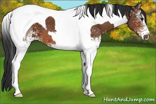 Horse Color:White Spotted Bay Tobiano 