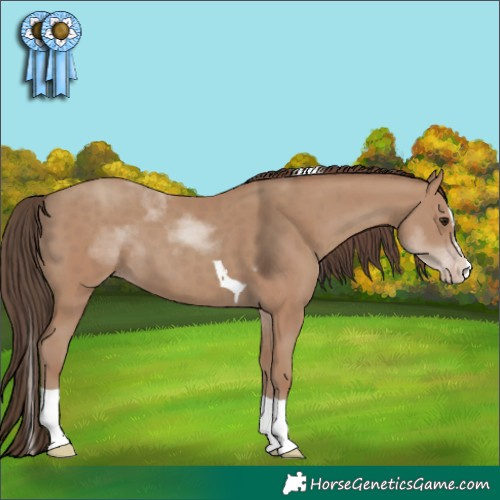 Horse Color:Classic Champagne Splash Tobiano 