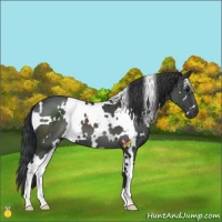 Horse Color:White Spotted Black