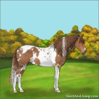 Horse Color:White Spotted Chestnut Tobiano 