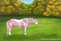 Horse Color:White Spotted Cremello Splash 