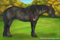 Horse Color:Midnight Bay Ice Onyx 
