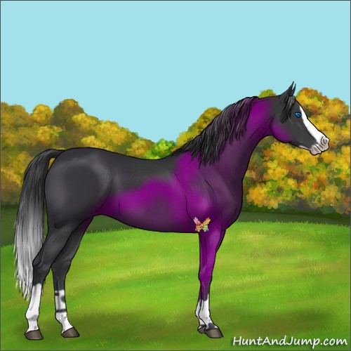 Horse Color:Black Splash 