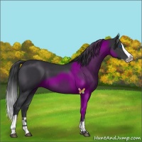 Horse Color:Black Splash