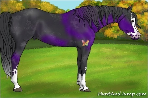 Horse Color:Black Splash 