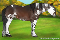 Horse Color:Gray Brown Splash Tobiano 