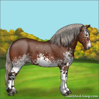 Horse Color:Gray White Spotted Silver Bay 