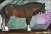 Horse Color:Liver Chestnut Sabino Splash Rabicano