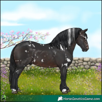 Horse Color:White Spotted Brown 