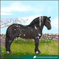 Horse Color:White Spotted Brown 