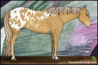 Horse Color:Palomino Appaloosa 