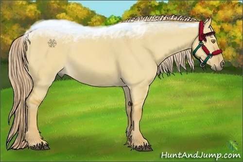 Horse Color:Palomino Dun