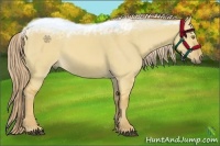 Horse Color:Palomino Dun 
