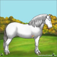 Horse Color:Classic Champagne Fewspot 