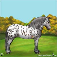 Horse Color:Brown Appaloosa 
