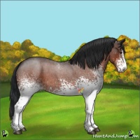 Horse Color:White Spotted Brown Roan