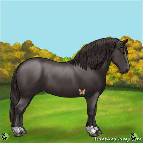 Horse Color:Smoky Black