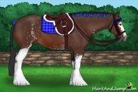 Horse Color:White Spotted Brown 