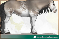 Horse Color:White Spotted Grullo Onyx Sabino 